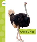 Cover: Ostriches - AMICUS INK