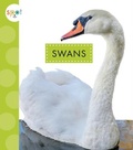 Cover: Swans - AMICUS INK