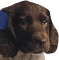 Cover: Puppy - DK Publishing (Dorling Kindersley)