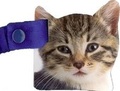 Cover: Kitten - DK Publishing (Dorling Kindersley)