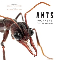 Enlarge image Cover: Ants: Workers of the World - Abrams
