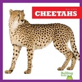 Cover: Cheetahs - Bullfrog Books