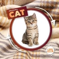 Cover: Life Cycle Of A Cat - BookLife Publishing