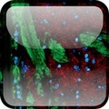 Cover: The Neurology of AIDS - Oxford University Press, USA