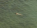 Cover: Richard Misrach: The Mysterious Opacity of Other Beings (Signed Edition) - Aperture Direct