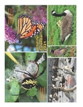 Cover: Wildlife Calendar 2021 - Sterling Education Centre Inc.