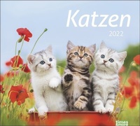 Bild vergrößern Bild: times&more Katzen Bildkalender 2022 - Heye