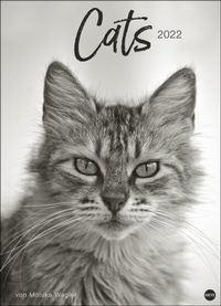 Bild vergrößern Bild: Wegler Cats Edition Kalender 2022 - Heye