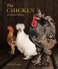 Enlarge image Cover: The Chicken - Ivy Press