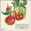 Cover: DUMONT - Alte Obstsorten Geburtstagskalender, 24x24cm, Wandkalender mit internationalem Kalendarium, ungestrichenes Premiumpapier, immerw&auml;hrend mit Spiralbindung - DuMont Buchverlag