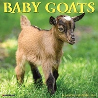 Abbildung von: Baby Goats 2022 Wall Calendar - Willow Creek Press