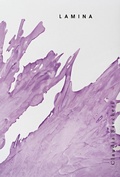 Cover: Claudia Barcheri - LAMINA - Kunstraum M&uuml;nchen