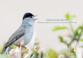 Cover: Songs of Place and Time - Gaia Project Press