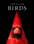 Cover: Birds - Abrams