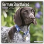 Bild: German Shorthaired Pointer - Deutsch Kurzhaar 2022 - 16-Monatskalender - Avonside Publishing Ltd