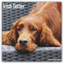 Bild: Irish Setter - Irish Setter 2022 - 16-Monatskalender - Avonside Publishing Ltd