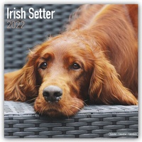 Bild vergrößern Bild: Irish Setter - Irish Setter 2022 - 16-Monatskalender - Avonside Publishing Ltd