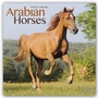 Bild: Arabians - Araber - Araber Pferde 2022 - 16-Monatskalender - Avonside Publishing Ltd