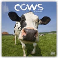Abbildung von: Cows - Kühe 2022 - 16-Monatskalender - Avonside Publishing Ltd