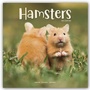 Bild: Hamsters - Hamster 2022 - 16-Monatskalender - Avonside Publishing Ltd