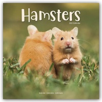 Bild vergrößern Bild: Hamsters - Hamster 2022 - 16-Monatskalender - Avonside Publishing Ltd