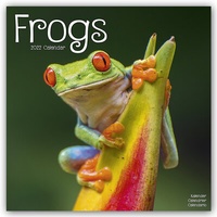 Abbildung von: Frogs - Frösche 2022 - 16-Monatskalender - Avonside Publishing Ltd