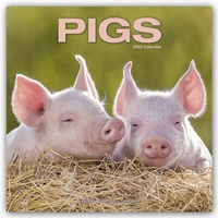 Abbildung von: Pigs - Schweine 2022- 16-Monatskalender - Avonside Publishing Ltd