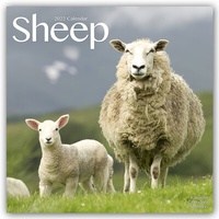 Abbildung von: Sheep - Schafe 2022 - 16-Monatskalender - Avonside Publishing Ltd