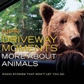 Cover: NPR Driveway Moments: More about Animals - HighBridge Audio