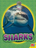 Cover: Sharks - Av2