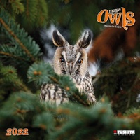 Enlarge image Cover: Magic Owls 2022 - Tushita PaperArt GmbH
