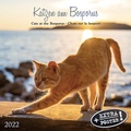 Cover: Katzen am Bosporus 2022 - Tushita PaperArt GmbH