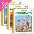 Cover: Desert Animals (Set) - Cody Koala