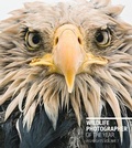 Cover: Wildlife Photographer of the Year: Highlights Volume 7 - The Natural History Museum