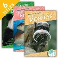 Cover: Animal Fun Facts Set 1 (Set) - Dash!