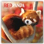 Cover: Red Panda - Rote Pandas - Rote Pandabären 2022 - Brown Trout-Auslieferer Flechsig
