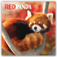 Enlarge image Cover: Red Panda - Rote Pandas - Rote Pandabären 2022 - Brown Trout-Auslieferer Flechsig