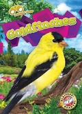 Cover: Goldfinches - Bellwether Media