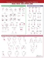 Cover: Travell, Simons & Simons' Trigger Point Pain Patterns Wall Chart - WOLTERS KLUWER HEALTH