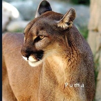 Abbildung von: Puma - Amazon Digital Services LLC - Kdp Print Us