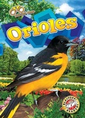 Cover: Orioles - Bellwether Media
