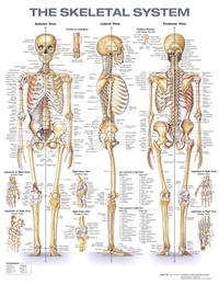 Abbildung von: The Skeletal System Anatomical Chart - WOLTERS KLUWER HEALTH