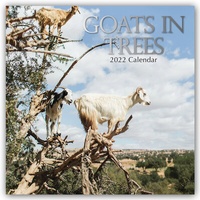 Abbildung von: Goats in Trees - Ziegen auf Bäumen 2022 - 16-Monatskalender - Brown Trout-Auslieferer Flechsig