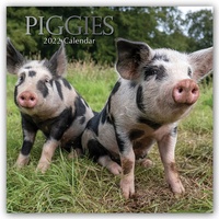Abbildung von: Piggies - Ferkel Schweine 2022 - 16-Monatskalender - Brown Trout-Auslieferer Flechsig