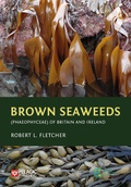 Abbildung von: Brown Seaweeds (Phaeophyceae) of Britain and Ireland - Pelagic Publishing