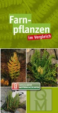 Bild: Farnpflanzen - Quelle & Meyer