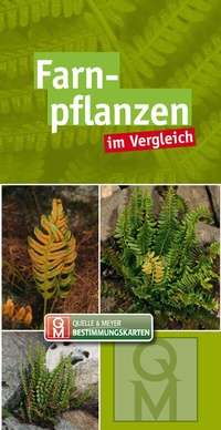 Abbildung von: Farnpflanzen - Quelle & Meyer