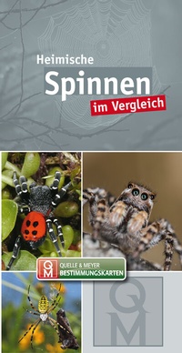 Abbildung von: Heimische Spinnen im Vergleich - Quelle & Meyer