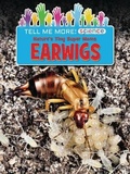 Cover: Nature's Tiny Super Moms Earwigs - Ruby Tuesday Books