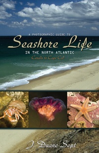 Abbildung von: A Photographic Guide to Seashore Life in the North Atlantic - Princeton University Press